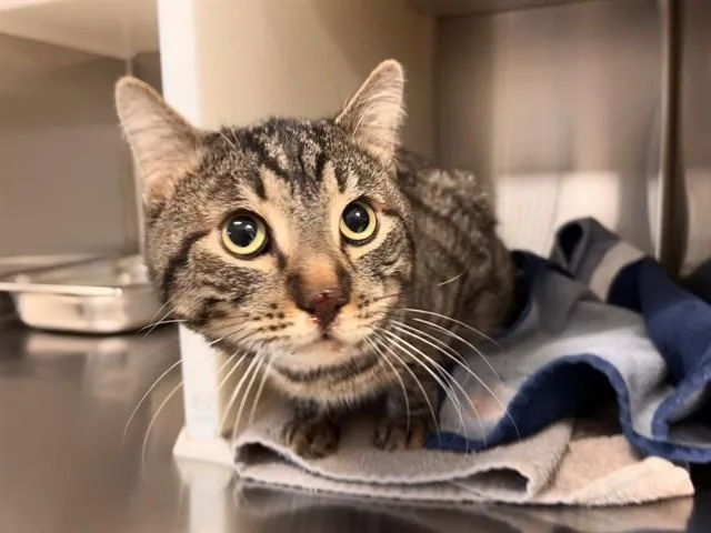 An adult medium-sized male Domestic Short Hair cat named Kit Kat for adoption in Colorado Springs, CO