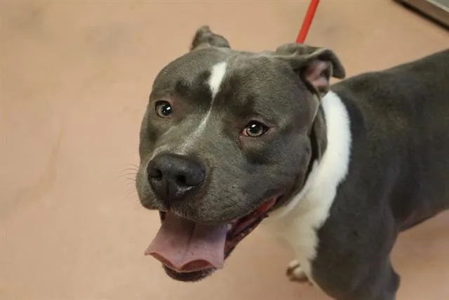 A young large-sized male Mixed Breed dog named Geo for adoption in Columbia, SC