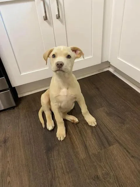 A baby medium-sized female Labrador Retriever dog named Callie for adoption in Carmel, NY