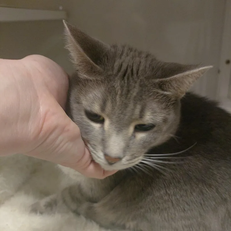 An adult small-sized female Gray / Blue / Silver Domestic Short Hair cat named Ash for adoption in Brevard, NC