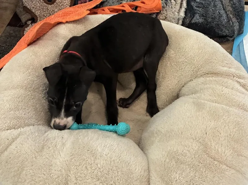 A baby medium-sized female Tricolor (Brown, Black, & White) Pit Bull Terrier dog named Marty for adoption in Pottstown, PA