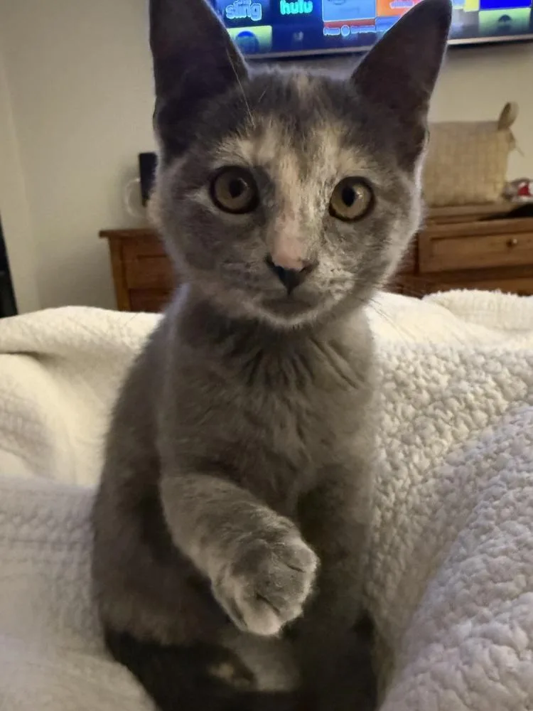 A baby small-sized female Brown / Chocolate Calico cat named Smokey Bear for adoption in Dallas, TX