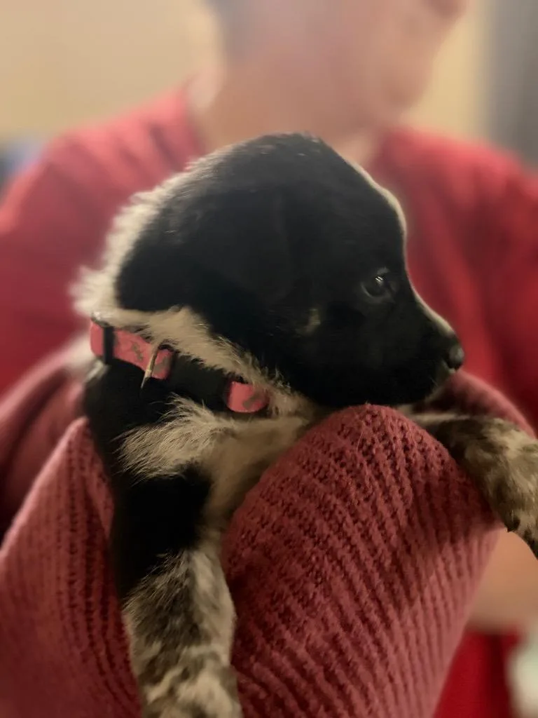 A baby medium-sized female Hound dog named Evermore for adoption in Little Rock, AR
