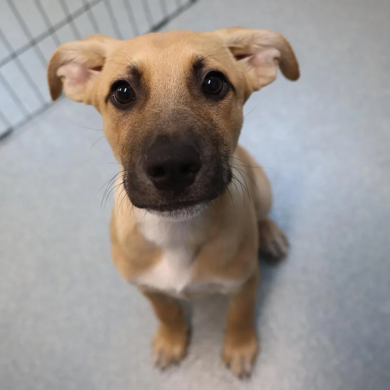 A baby small-sized male Yellow / Tan / Blond / Fawn Shepherd dog named Kongo for adoption in Briarcliff Manor, NY