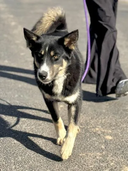 An adult medium-sized male Black Shepherd dog named Chiquito for adoption in El Paso, TX