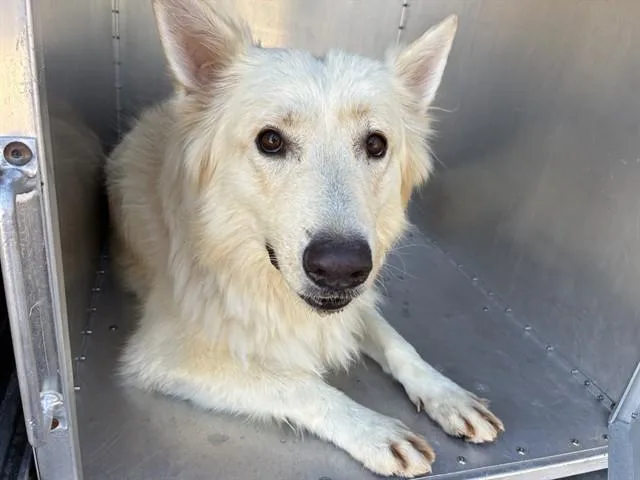An adult large-sized female Husky dog named Luna for adoption in Mesa, AZ