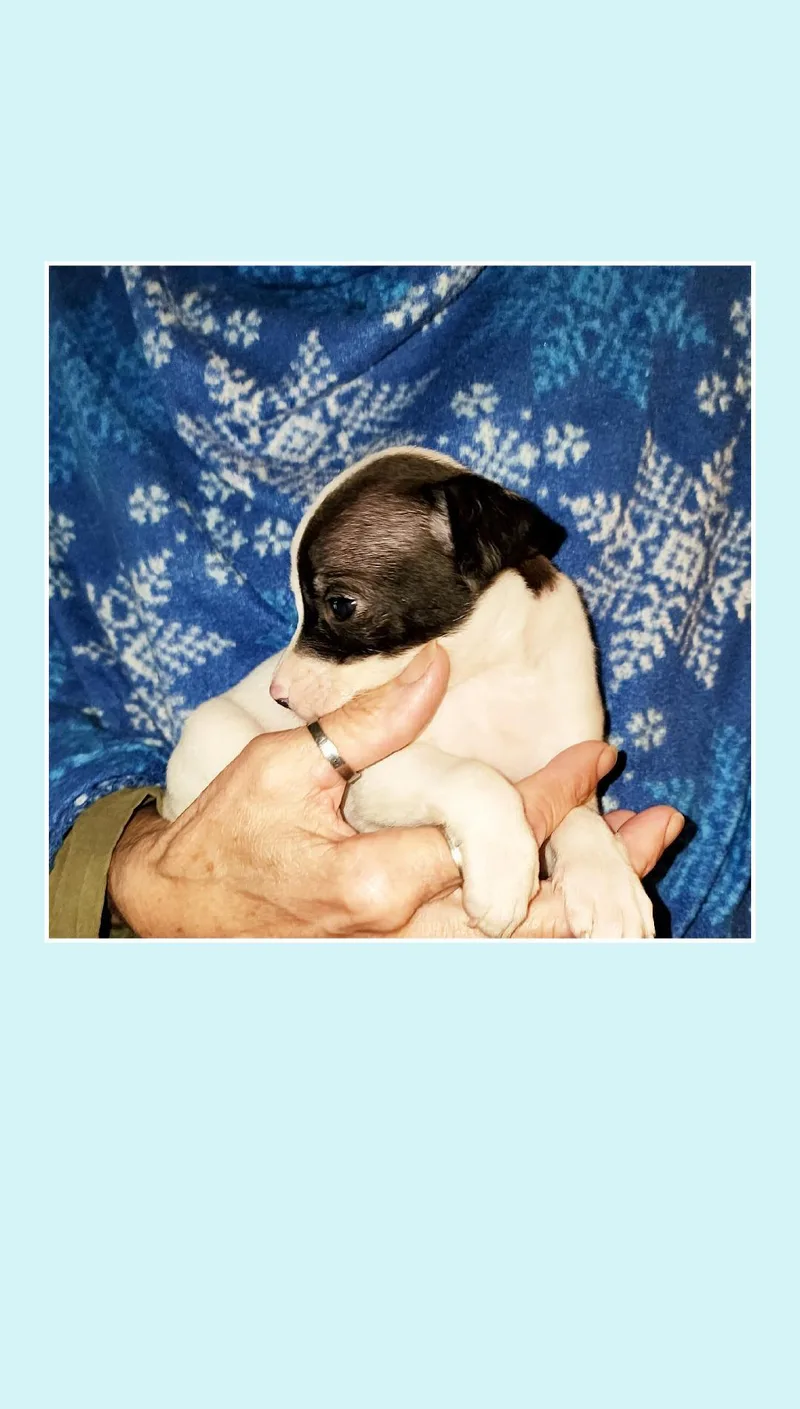 A baby small-sized male White / Cream Rat Terrier dog named Coke & Diet Coke for adoption in Lake Geneva, WI