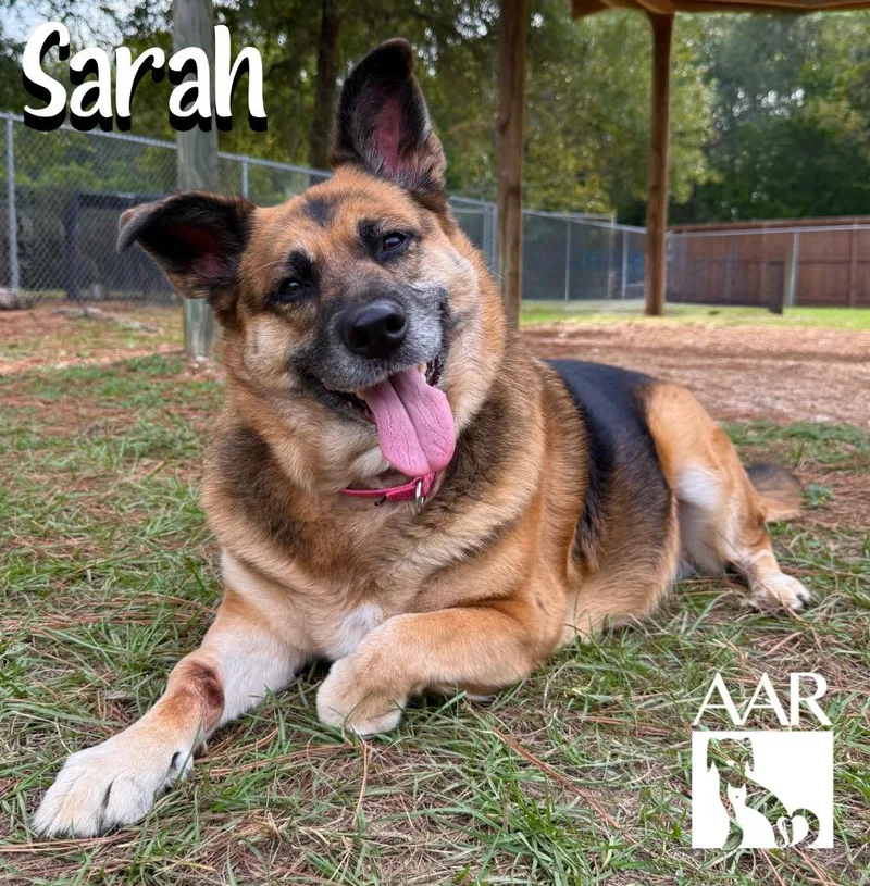 A senior large-sized female German Shepherd Dog named Sarah for adoption in Magnolia, TX