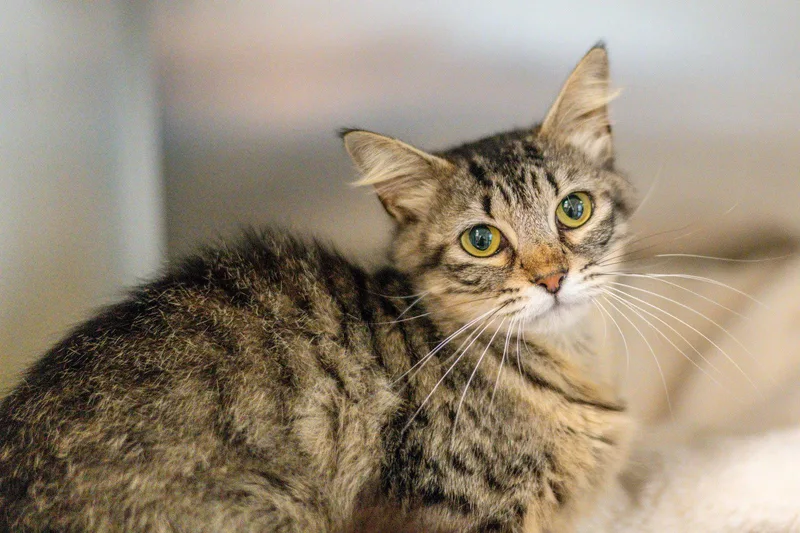 An adult medium-sized female Domestic Short Hair cat named Sibyl for adoption in Hilton Head Island, SC