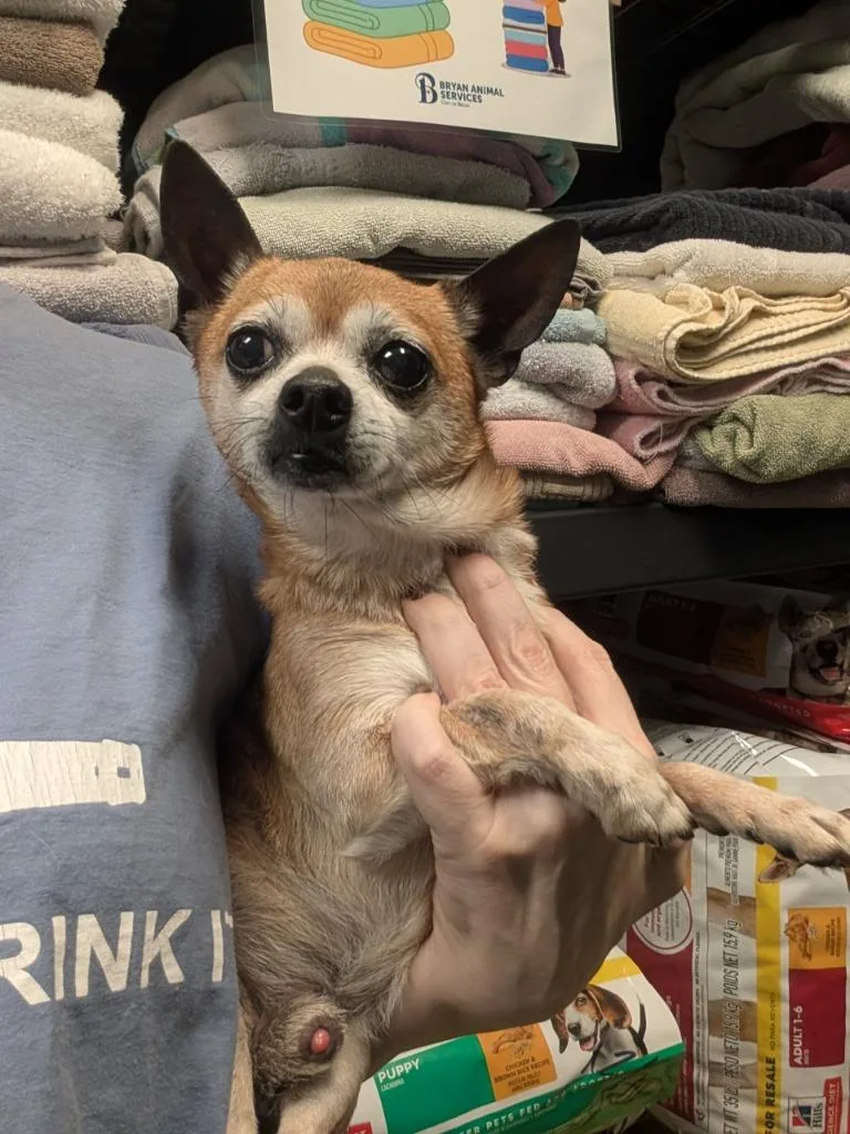 A senior small-sized male Red / Chestnut / Orange Chihuahua dog named Buddy AK for adoption in Bryan, TX
