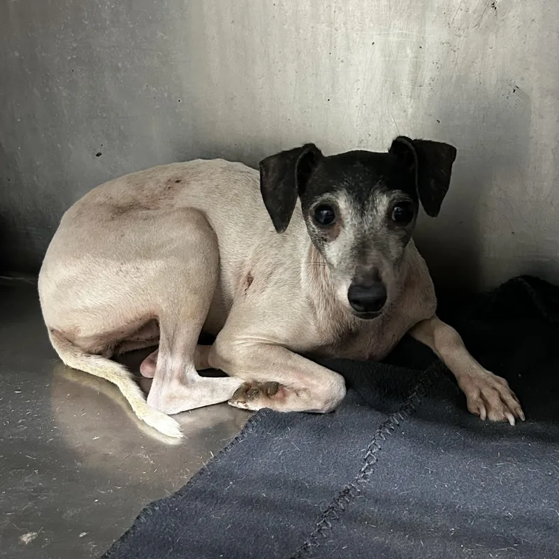 An adult small-sized female White / Cream Italian Greyhound dog named Sandi for adoption in Blue Springs, MO