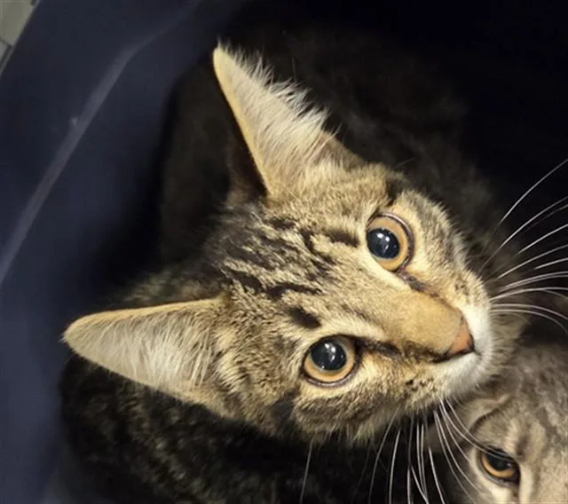 A young small-sized female Domestic Short Hair cat named Lucy for adoption in Casper, WY