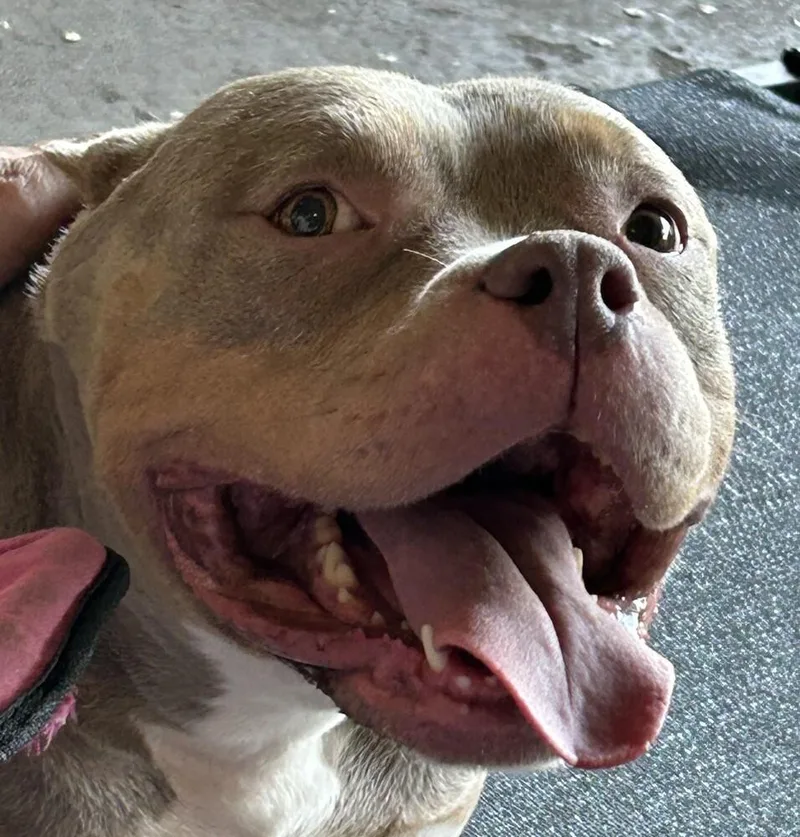 An adult medium-sized female Tricolor (Brown, Black, & White) American Bully dog named Piglet for adoption in Anoka, MN
