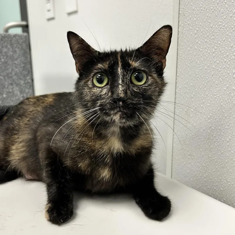 A young medium-sized female Brown / Chocolate Domestic Short Hair cat named Dani for adoption in Abilene, TX