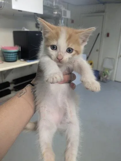 A baby small-sized female Domestic Short Hair cat named Turnip for adoption in Lock Haven, PA