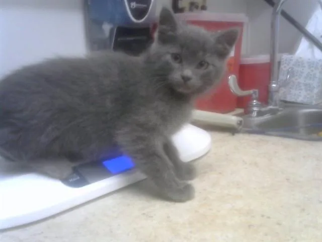 A baby small-sized male Domestic Short Hair cat named Smoke for adoption in Albuquerque, NM