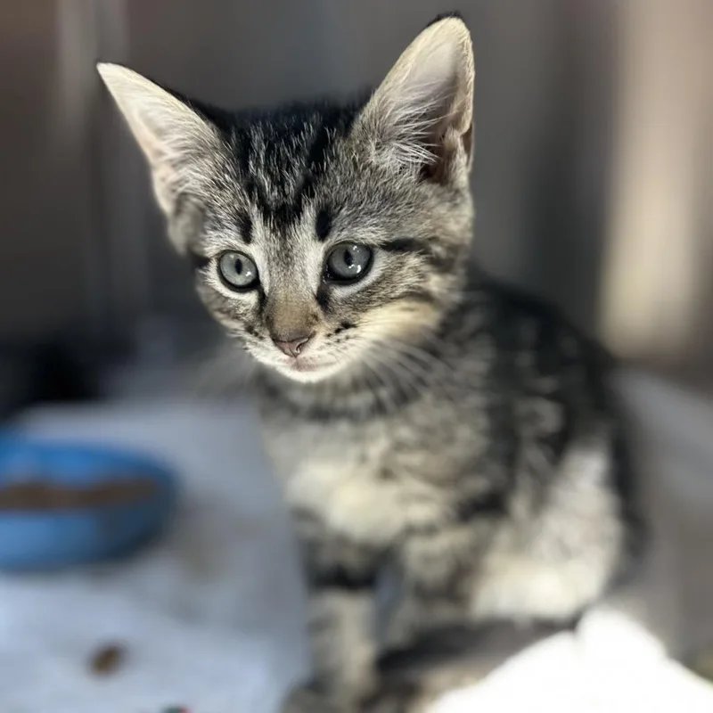 A baby small-sized female Domestic Short Hair cat named Phoebe Bridgers for adoption in Washington Township, OH