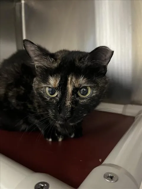 An adult medium-sized female Domestic Short Hair cat named Cole for adoption in Derwood, MD