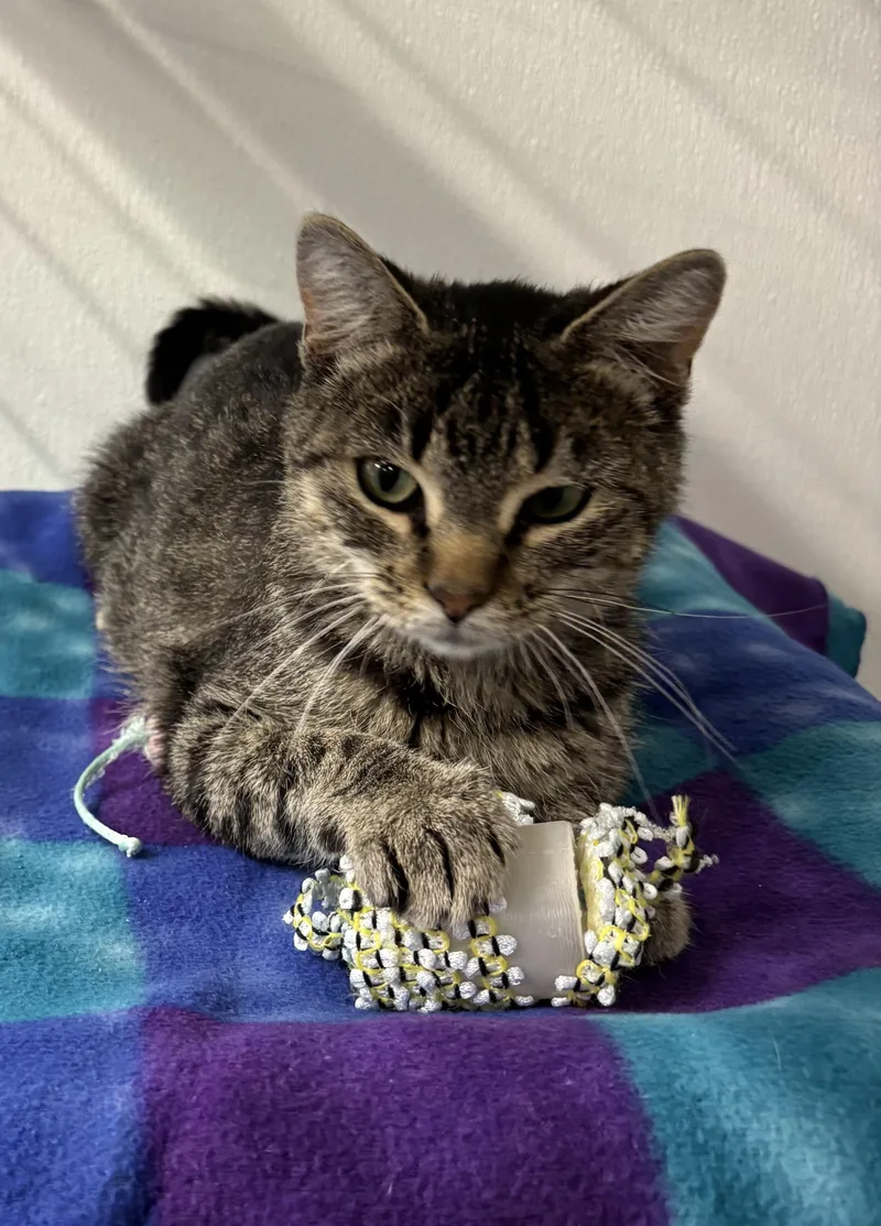 A young medium-sized female Domestic Short Hair cat named River for adoption in Torrington, WY