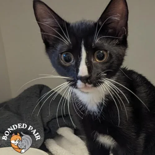 A baby small-sized male Black Domestic Short Hair cat named Moon for adoption in Providence, RI