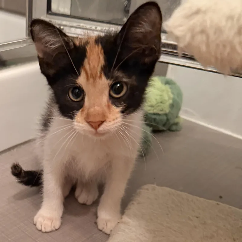A baby small-sized female Calico cat named Amelie for adoption in Houston, TX