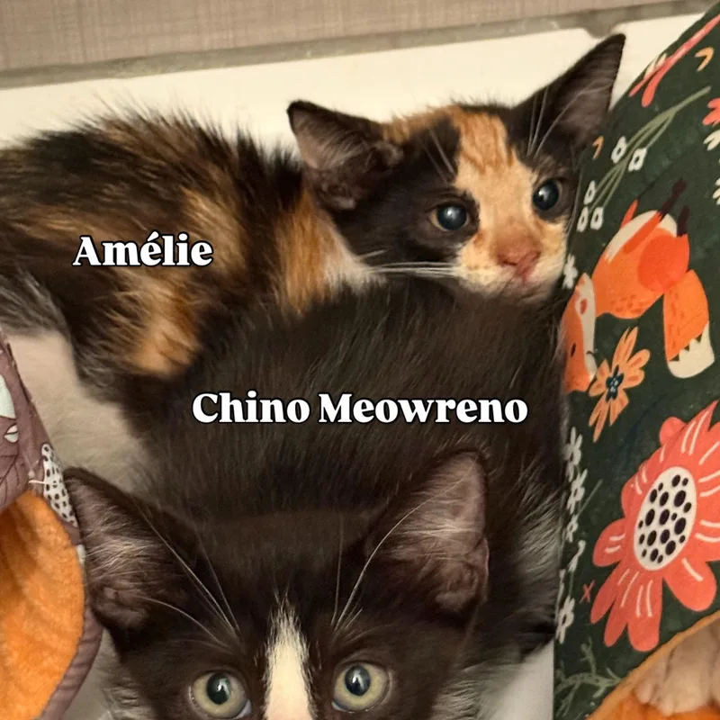 Amelie thumbnail 4