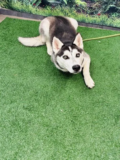 A young medium-sized female Siberian Husky dog named Shakira for adoption in Globe, AZ