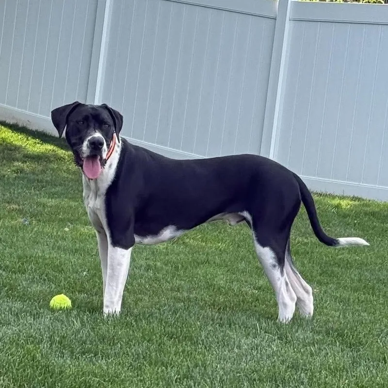 A young large-sized male Black Great Dane dog named Rivers for adoption in Bethlehem, PA
