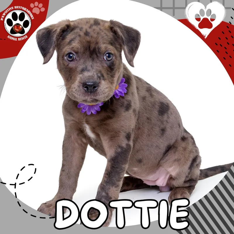 Dottie ❤️ thumbnail 5