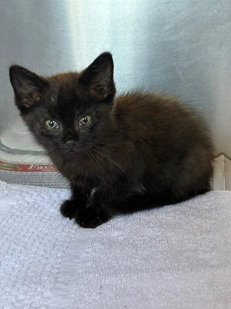 A baby medium-sized female Domestic Short Hair cat named Kyla for adoption in Murray, KY