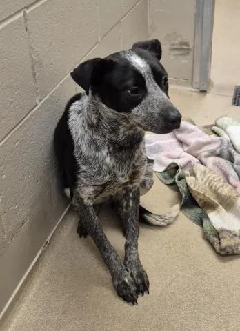 A young small-sized female Pit Bull Terrier dog named Nezuko for adoption in Decatur, IL