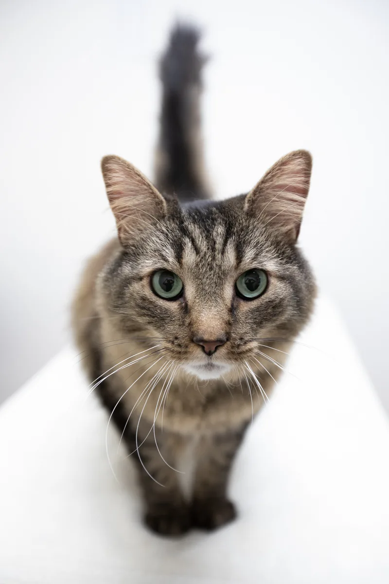 An adult large-sized male Tabby (Buff / Tan / Fawn) Domestic Long Hair cat named Coconut N for adoption in Montclair, NJ