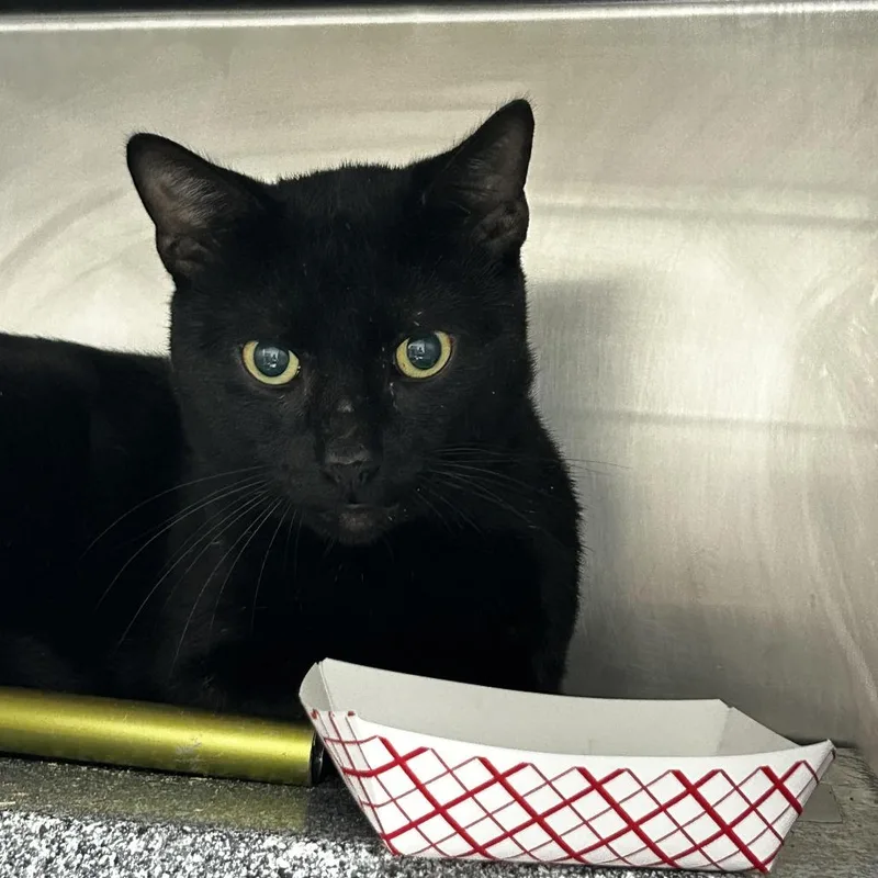 An adult large-sized male Black Domestic Short Hair cat named Bright for adoption in Newark, NJ