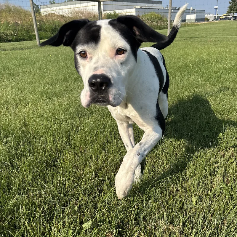 A young large-sized male Harlequin Pointer dog named Moo for adoption in Dixon, IL