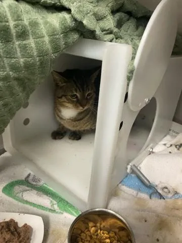 A young large-sized male Domestic Short Hair cat named Pippin for adoption in West Palm Beach, FL