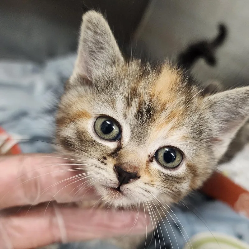 A baby small-sized female Calico Domestic Medium Hair cat named Lee Hyebin for adoption in Charleston, WV