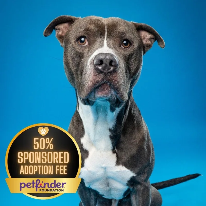 Juni B. Bones thumbnail 3