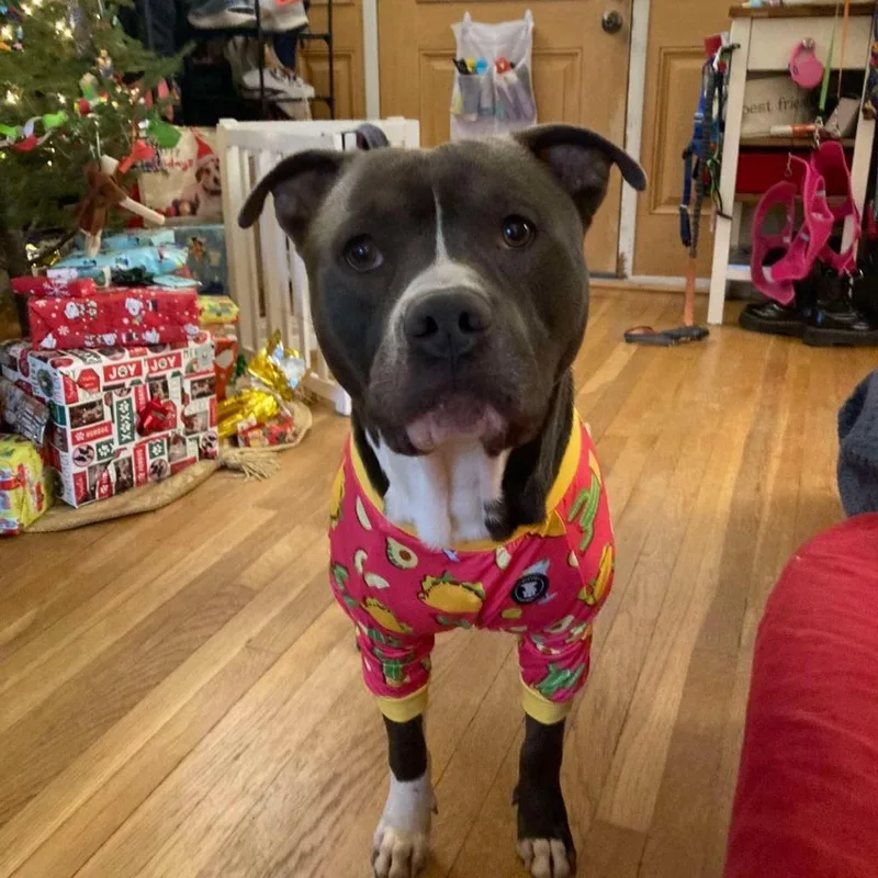 Juni B. Bones thumbnail 4