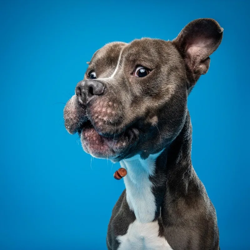 Juni B. Bones thumbnail 5