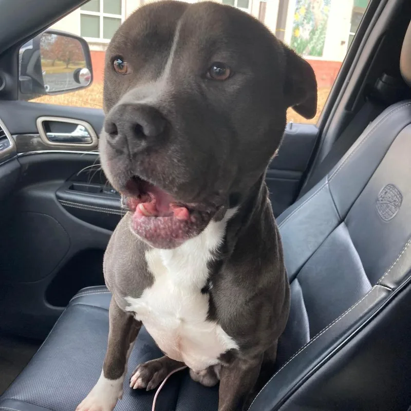 Juni B. Bones thumbnail 6