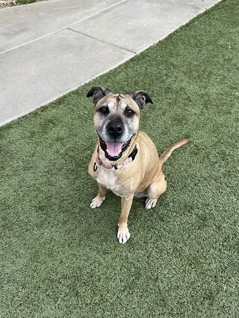 An adult large-sized female Labrador Retriever dog named Nana for adoption in Phoenix, AZ