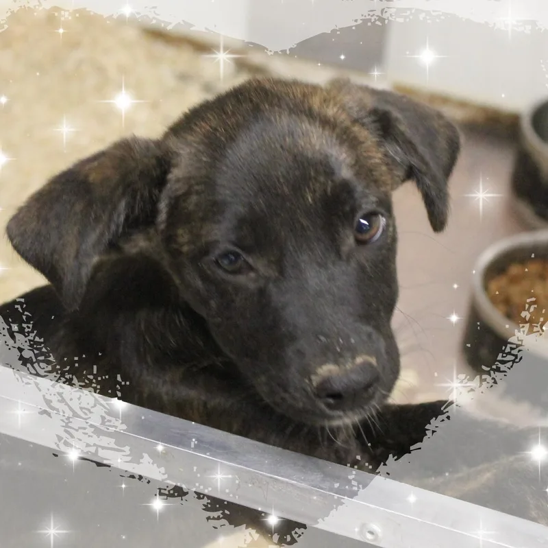 A baby medium-sized female Brindle Mixed Breed dog named Cassidy for adoption in Amelia, OH