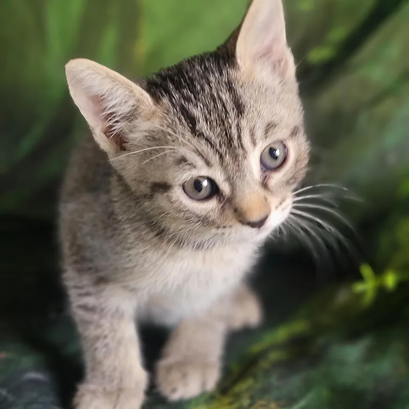 A baby medium-sized female Tabby (Gray / Blue / Silver) Domestic Short Hair cat named Lil for adoption in Washoe Valley, NV