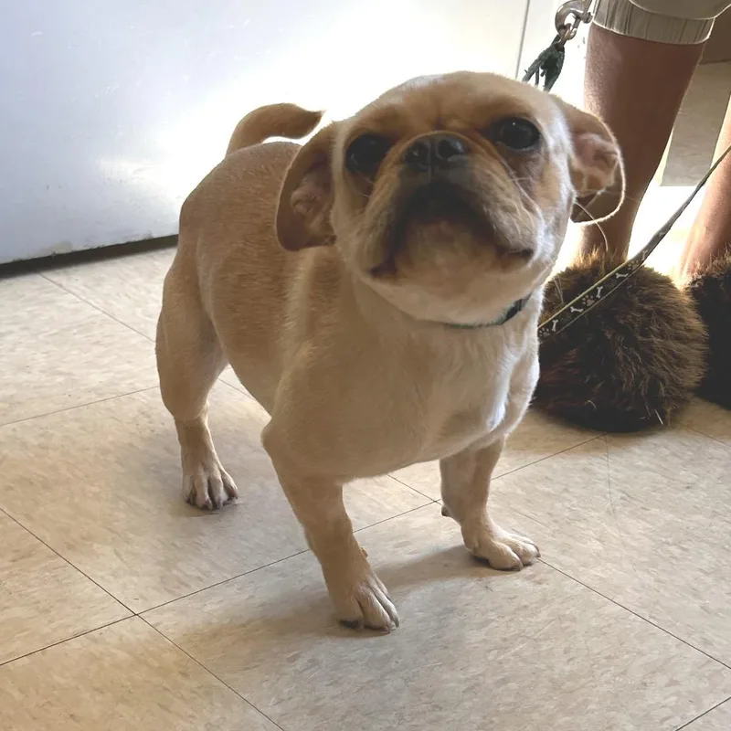 A young small-sized female Yellow / Tan / Blond / Fawn Pug dog named Stray Virgilina Rd for adoption in Roxboro, NC
