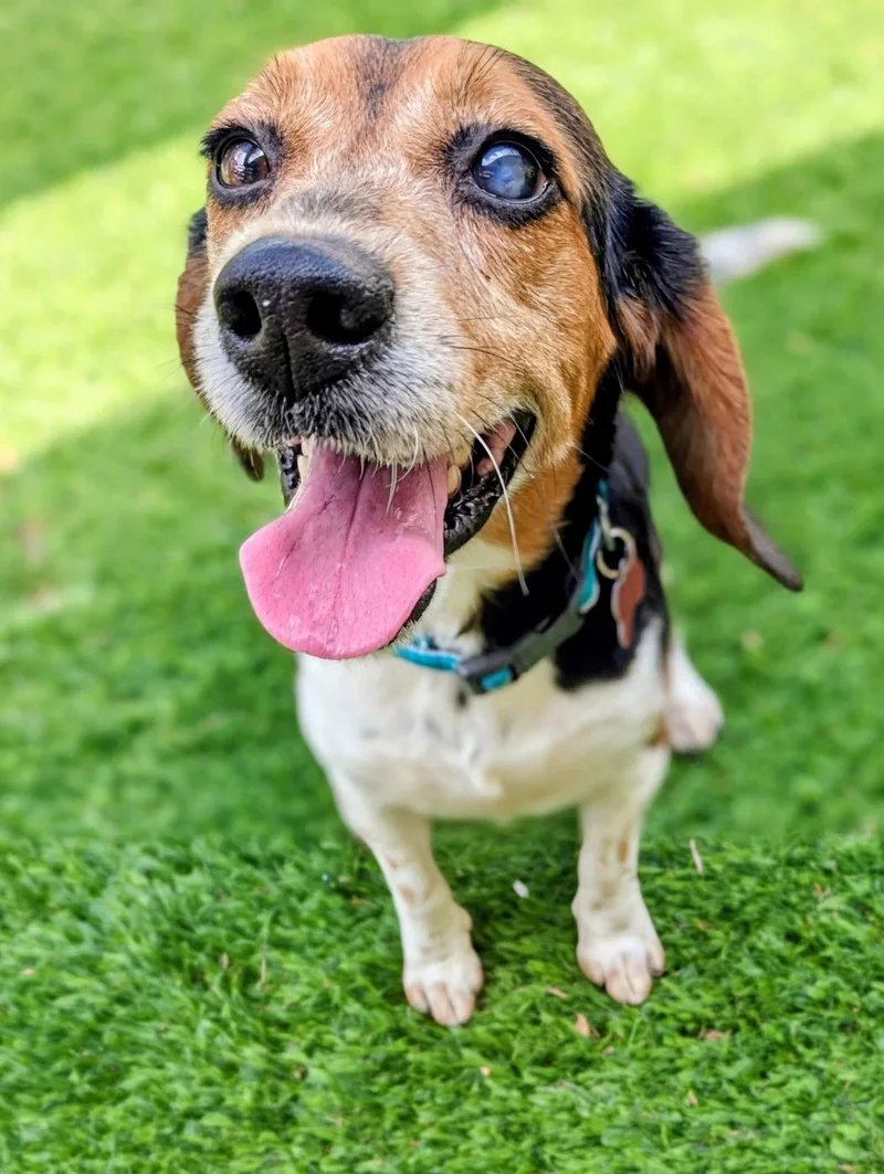 A young medium-sized female Beagle dog named Thelma Iii for adoption in Tampa, FL