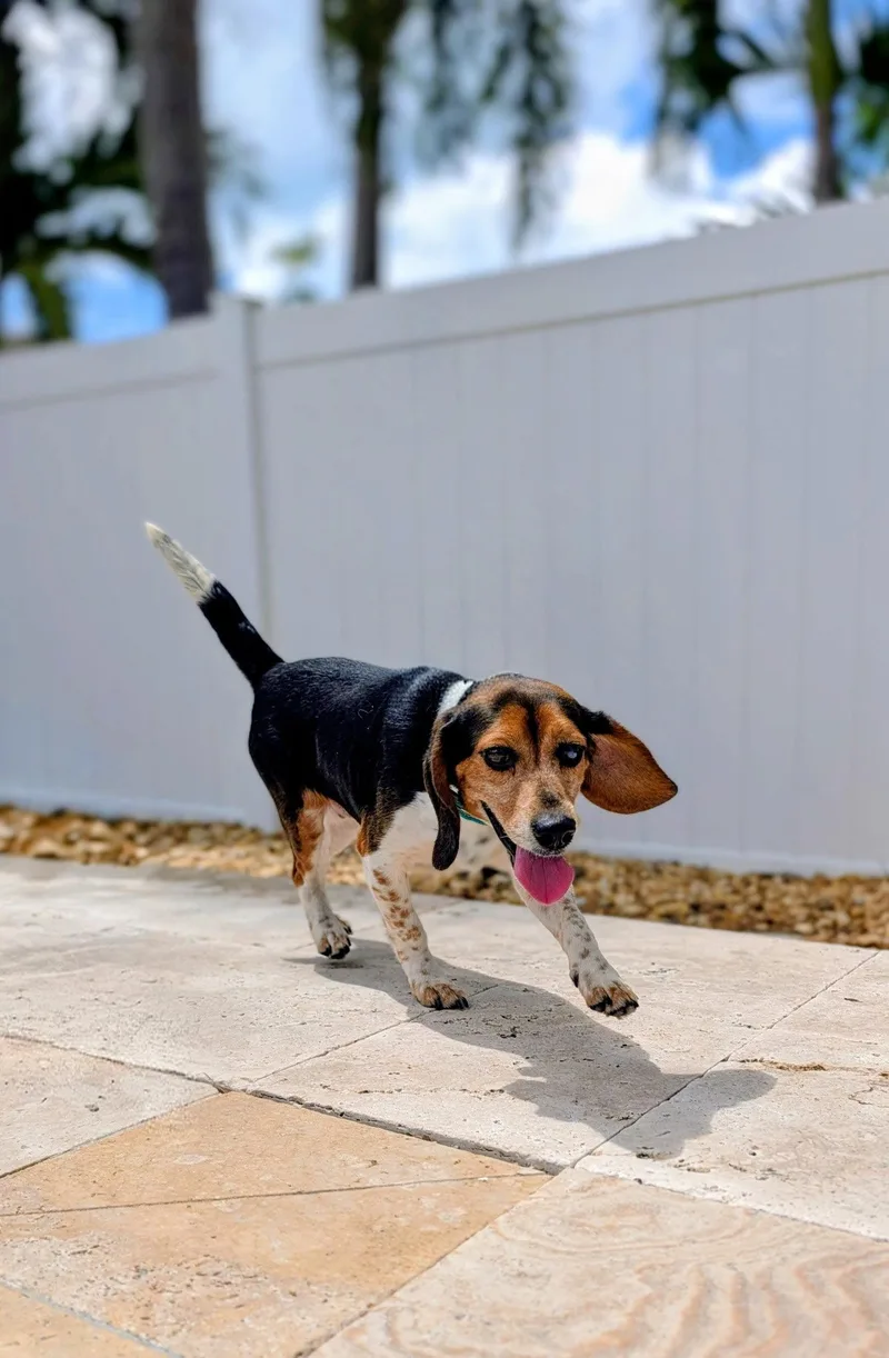 Thelma Iii thumbnail 2