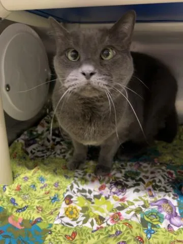 A senior small-sized male Domestic Short Hair cat named Kismet for adoption in Clinton Township, MI