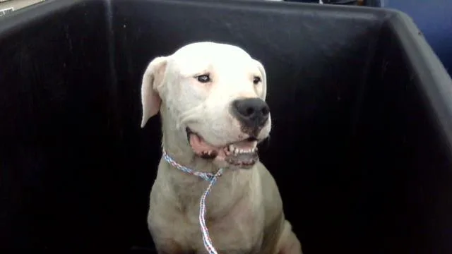 A young large-sized male Mixed Breed dog named Debo for adoption in Dallas, TX