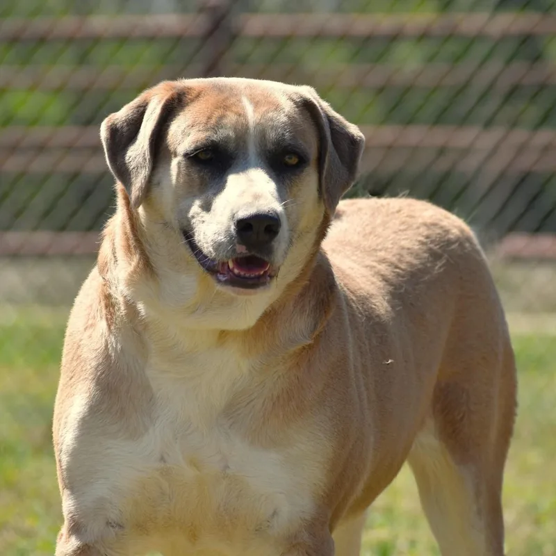 An adult large-sized female Apricot / Beige Rhodesian Ridgeback dog named Harlow for adoption in Wharton, TX