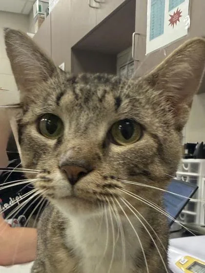 An adult medium-sized male Domestic Short Hair cat named Don for adoption in Fishers, IN